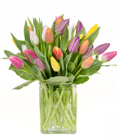 Cube of Mixed Tulips in Boston, MA - Same-day Delivery
