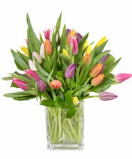 Cube of Mixed Tulips - A Spring Favorite