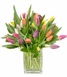 Cube of Mixed Tulips - A Spring Favorite