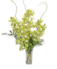 Fabulous Cymbidiums