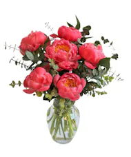 Coral Charm Peonies