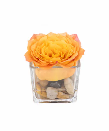 Mini Floating Rose Cube In Boston, MA!