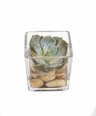 Mini Succulent Cube