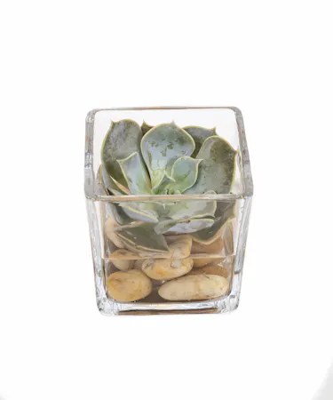 Mini Succulent Cube In Boston, MA