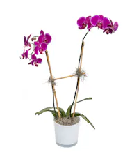 Lavender Phalaenopsis Orchid in Ceramic