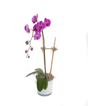 Lavender Phalaenopsis Orchid in Boston, MA 