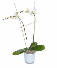 White Phalaenopsis Orchid in Ceramic