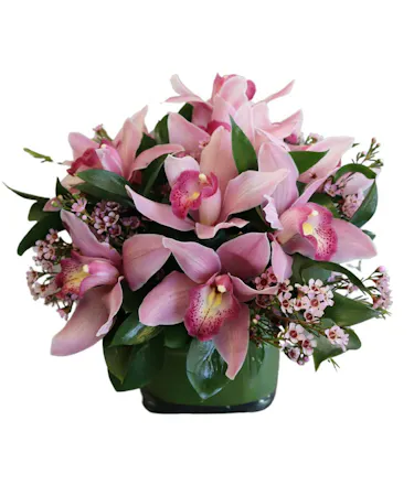 Cymbidium Orchids in Boston, MA