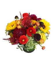Dahlia Fall Garden