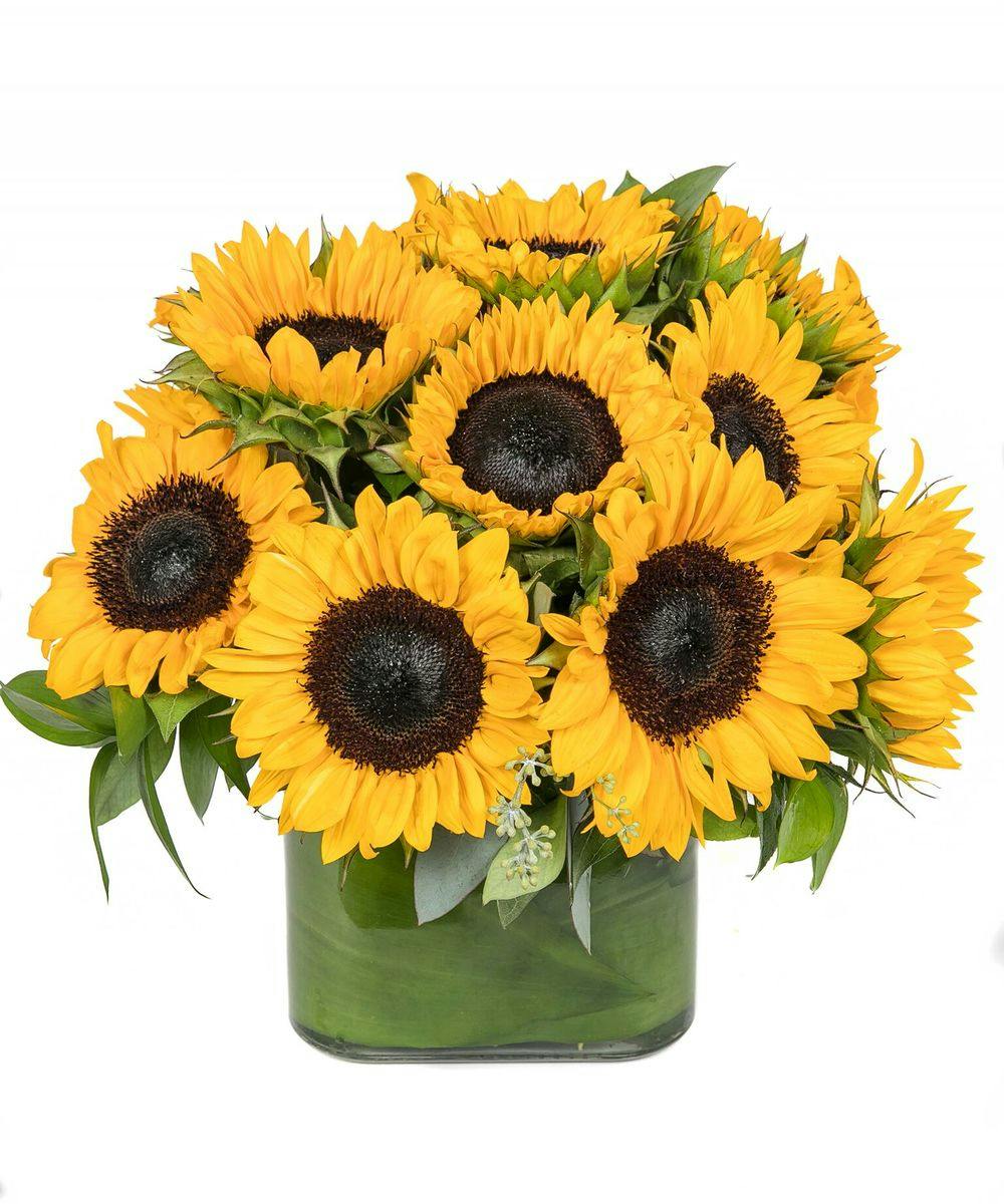 Sunflower Delivery Boston (MA) Sameday Delivery Nationwide