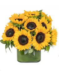Cube of Sunflowers