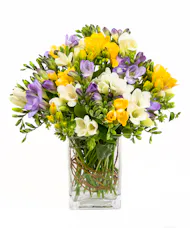 Freesia Blooms