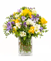 Freesia Blooms