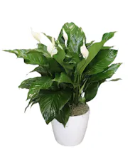 Floor Size Peace Lily in Ceramic