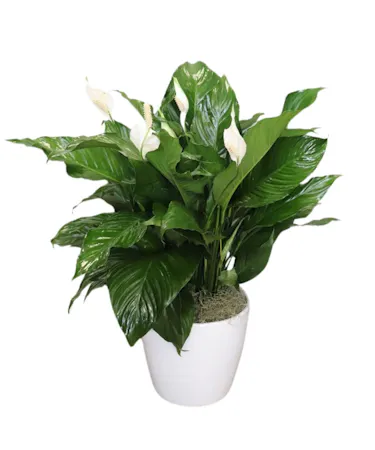 Peace Lily in Boston, MA
