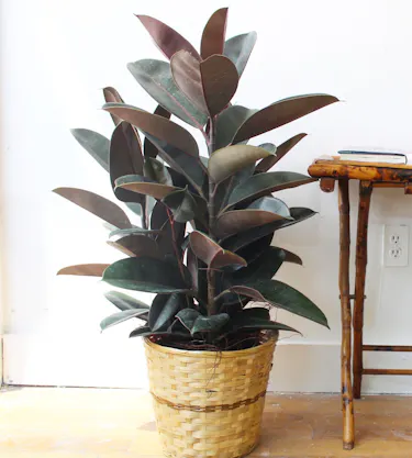 Rubber Plant in Boston, MA