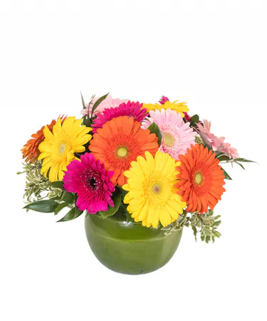 Gerbera Daisy Vase in Boston, MA
