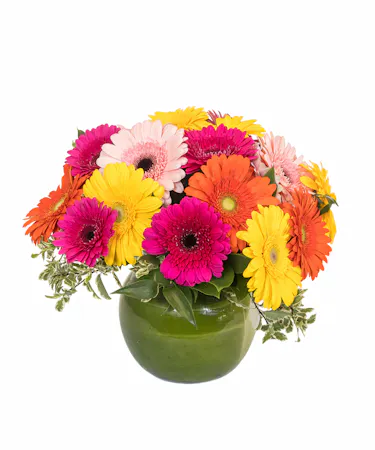 Gerbera Daisy Vase in Boston, MA