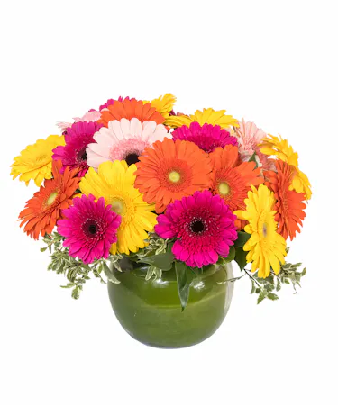 Gerbera Daisy Vase in Boston, MA