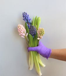 Hyacinth Bunch