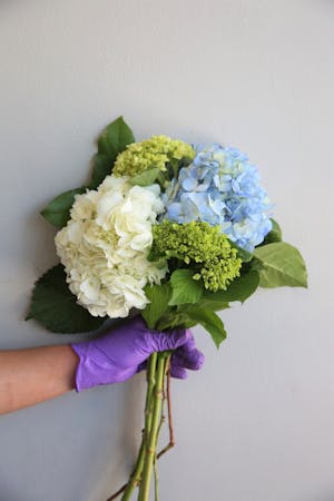 Hydrangea Bunch in Boston, MA | Central Square Florist