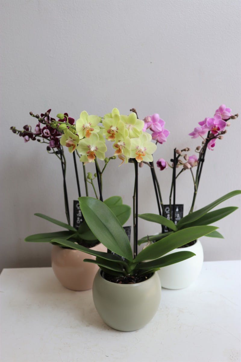 3.5" Phalaenopsis Orchid Curbside Pick Up Central Square Florist