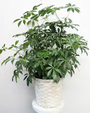 Hawaiian Schefflera Plant