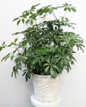 Schefflera Plant in Boston, MA