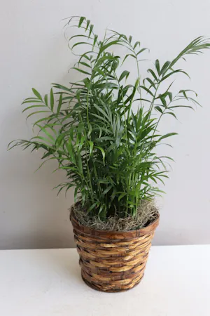 Neanthe Bella Palm in Boston, MA