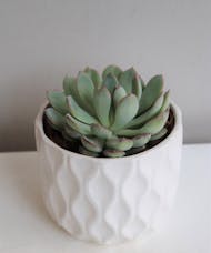 Succulent in White Ceramic