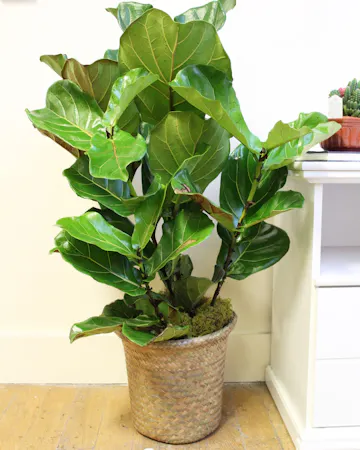 Fiddle Leaf Fig in Boston, MA
