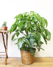 Amate Schefflera Plant