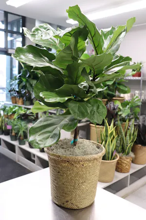 Fiddle Leaf Fig in Boston, MA