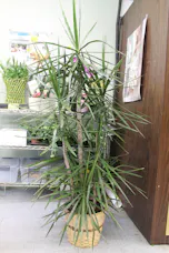 Staggered Marginata Dracena