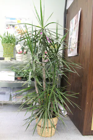 Staggered Marginata Dracena plant