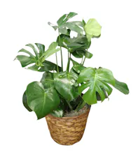 Floor Monstera Plant