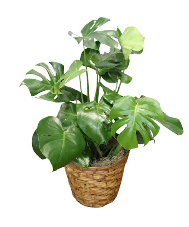 Monstera Leaf Plant in Boston, MA