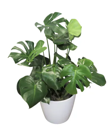 Monstera Leaf Plant in Boston, MA