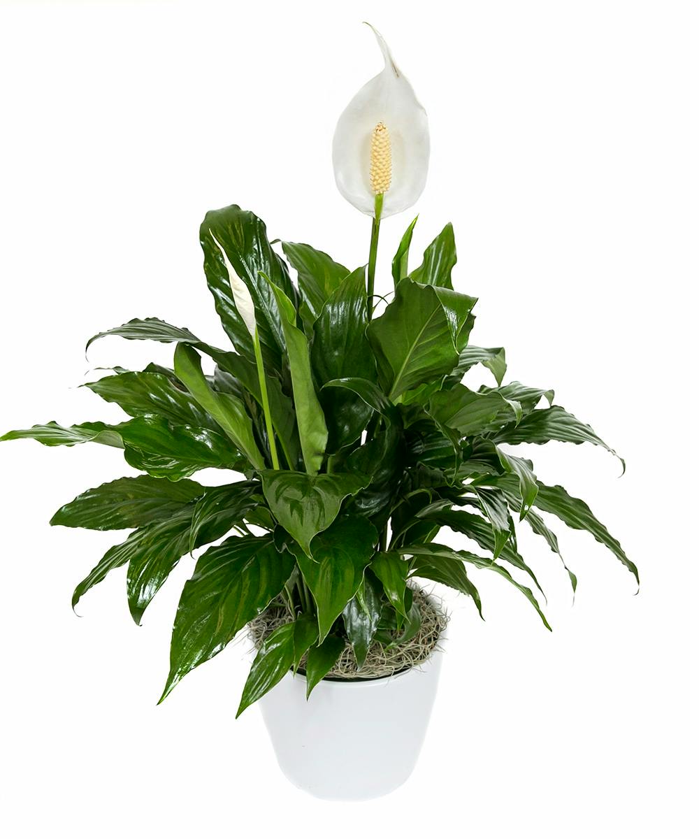 Peace Lily Planter in Boston, MA | Central Square Florist