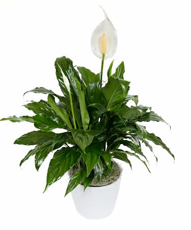 Peace Lily Planter In Boston Ma Central Square Florist Peace Lily Planter In Boston Ma Central Square Florist