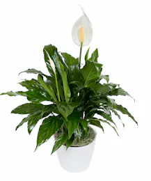 Peace Lily Planter