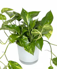 Pothos in Ceramic