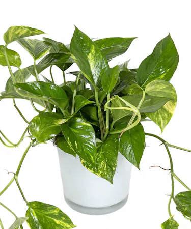 Pothos Plant in Glass Pot in Boston, MA 