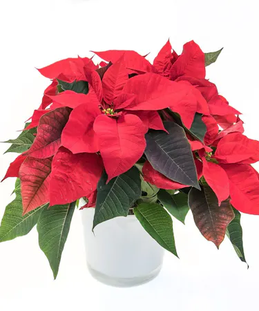 Red Poinsettia in Ceramic