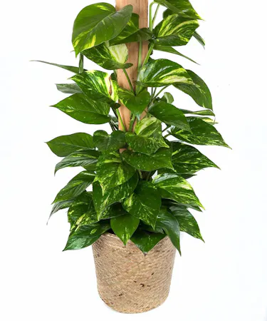 Pothos plant delivery in Boston, MA