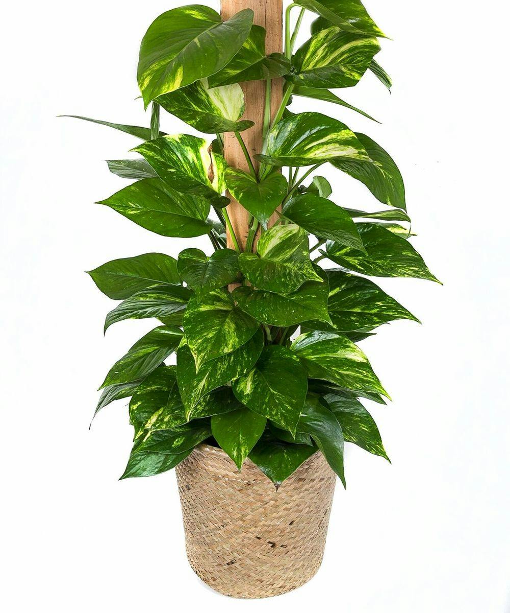 Pothos Plant Delivery in Boston, MA Central Square Florist