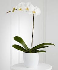 White Phalaenopsis Orchid in Ceramic