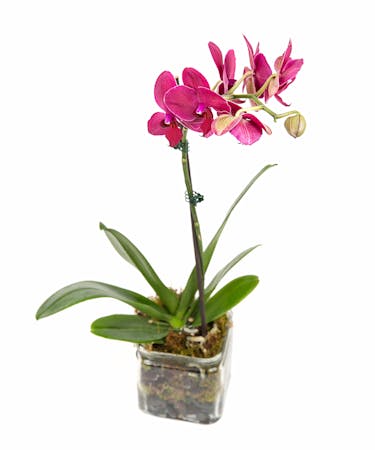Single Purple Phalaenopsis Orchid In Cube In Boston Ma Central Square Florist