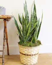 Snake Plant