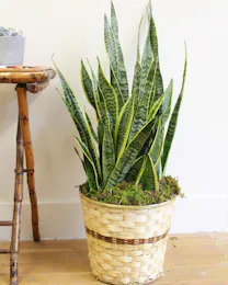 Snake Plant